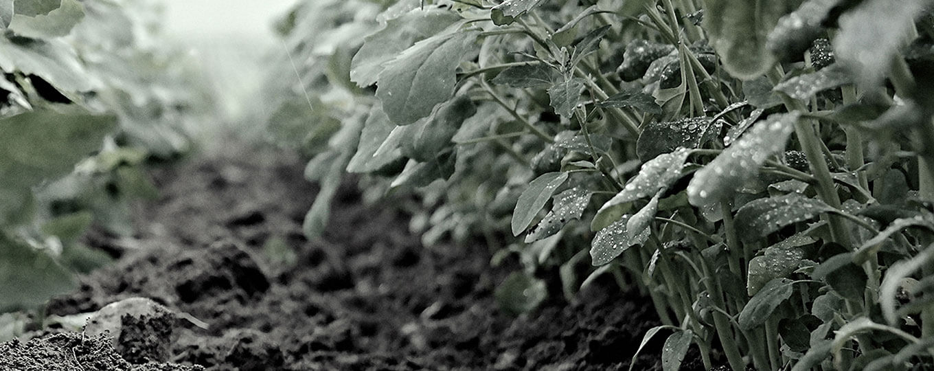 Tillbaka till forntiden med Nordisk Råvara