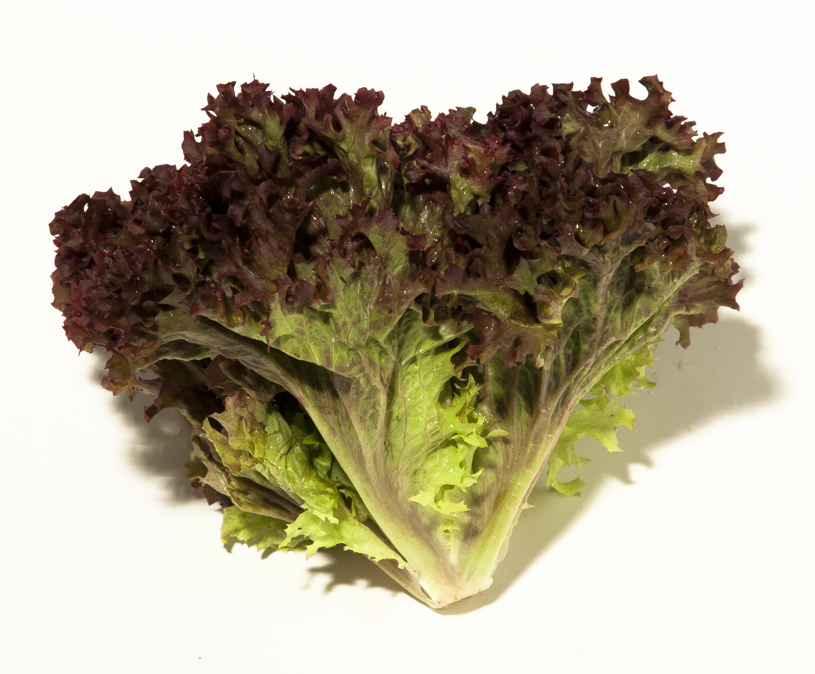 Sallat Lollo Rosso Klass 1 Sverige