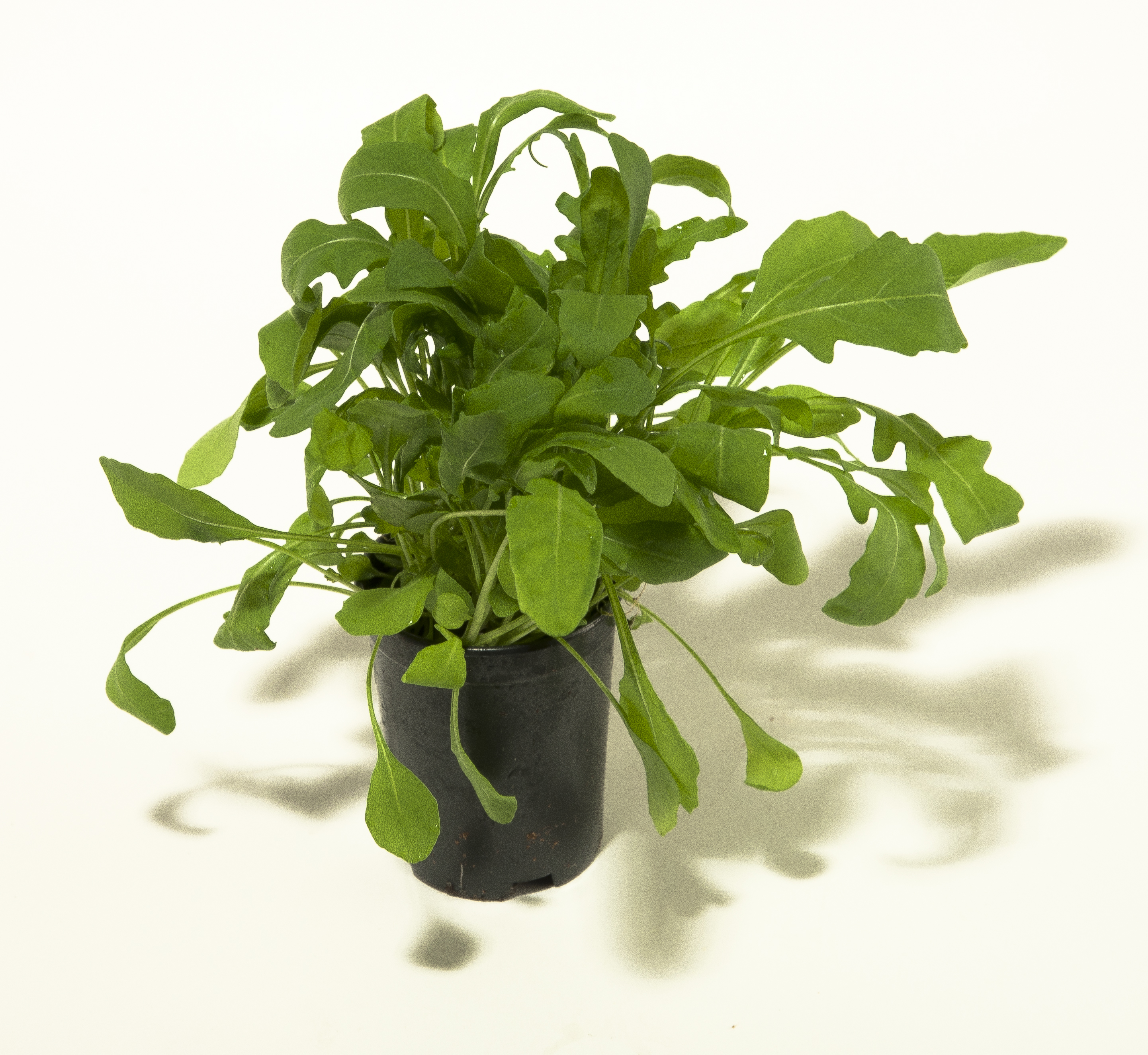 Sallat Ruccola Kruka Klass 1