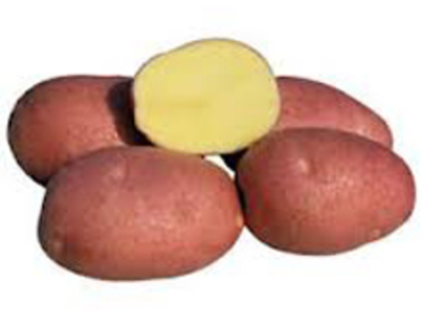 Potatis Asterix Röd Tvättad Sverige