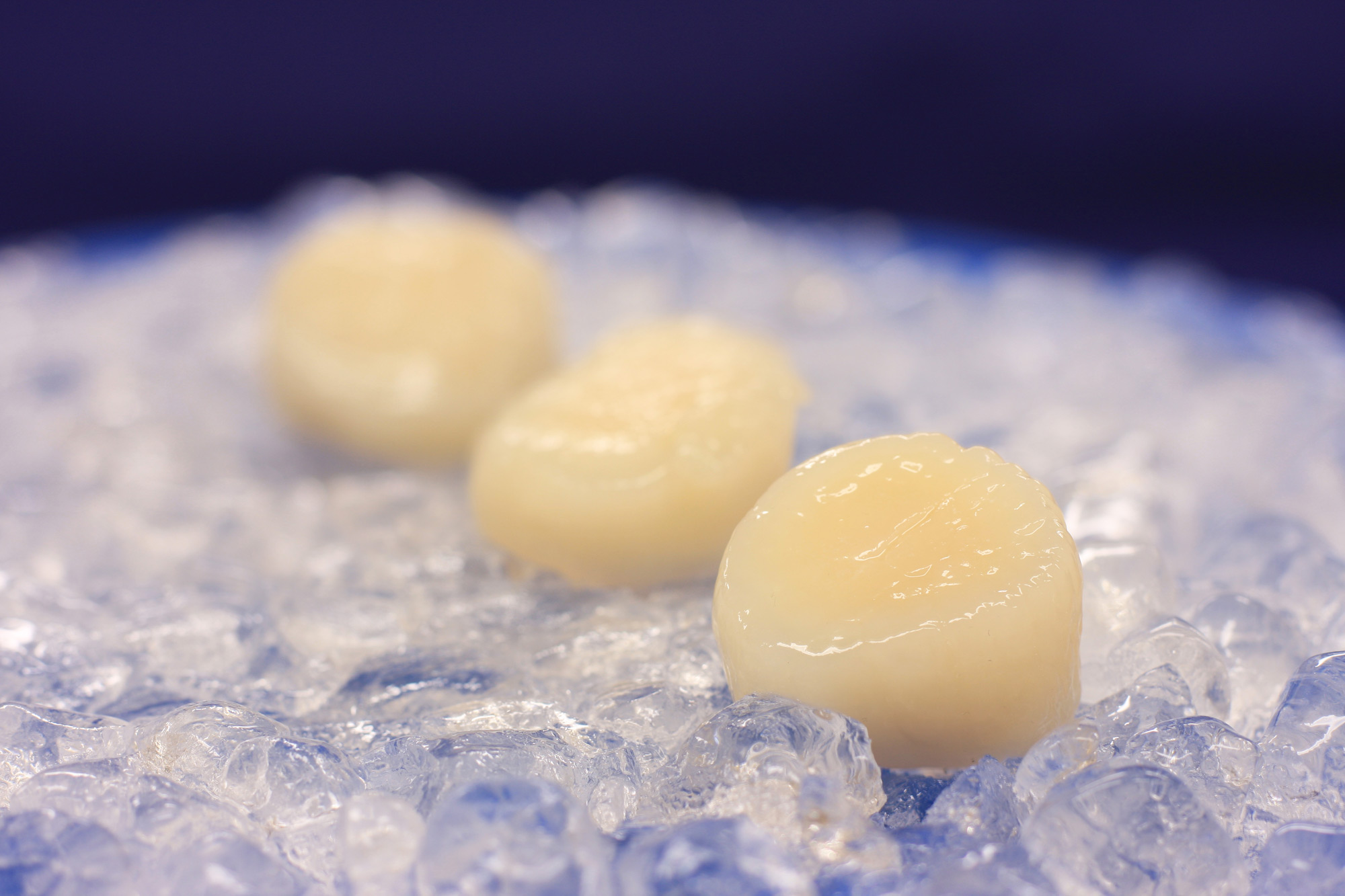 Hokkaidokammussla/Scallops Rå utan Rom MSC