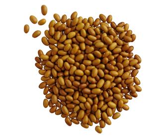 Bruna Bönor Sverige