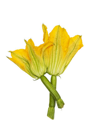 Blomma Zucchini