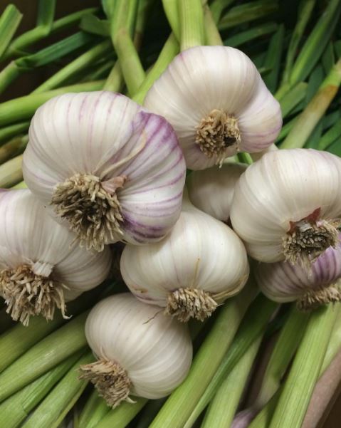 Vitlök Färsk Sverige
