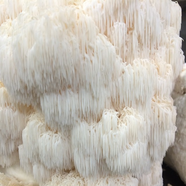 Svamp Pompom Blanc EKO KRAV Sverige