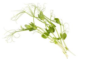 Ärtskott Vita i Ask 100g