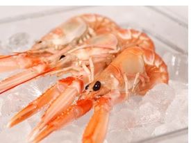 Havskräftor Hela Råa MSC