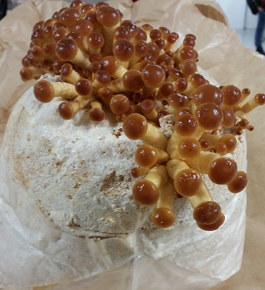 Svamp Odlingsblock Sverige