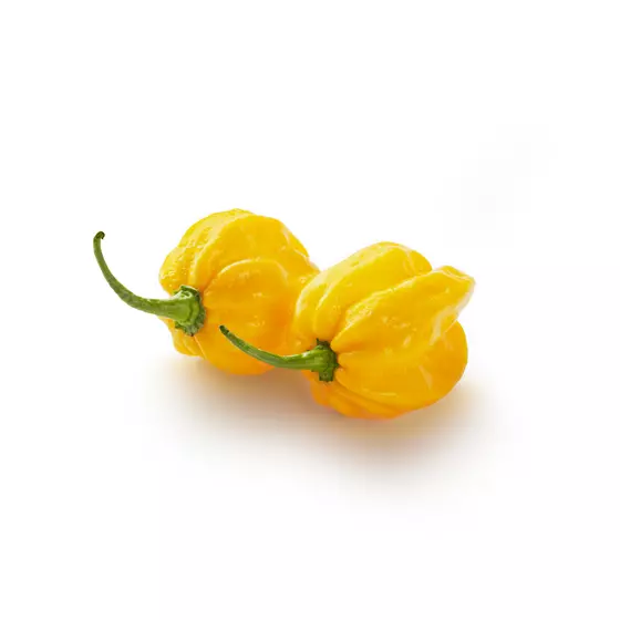 Habaneropeppar Gul