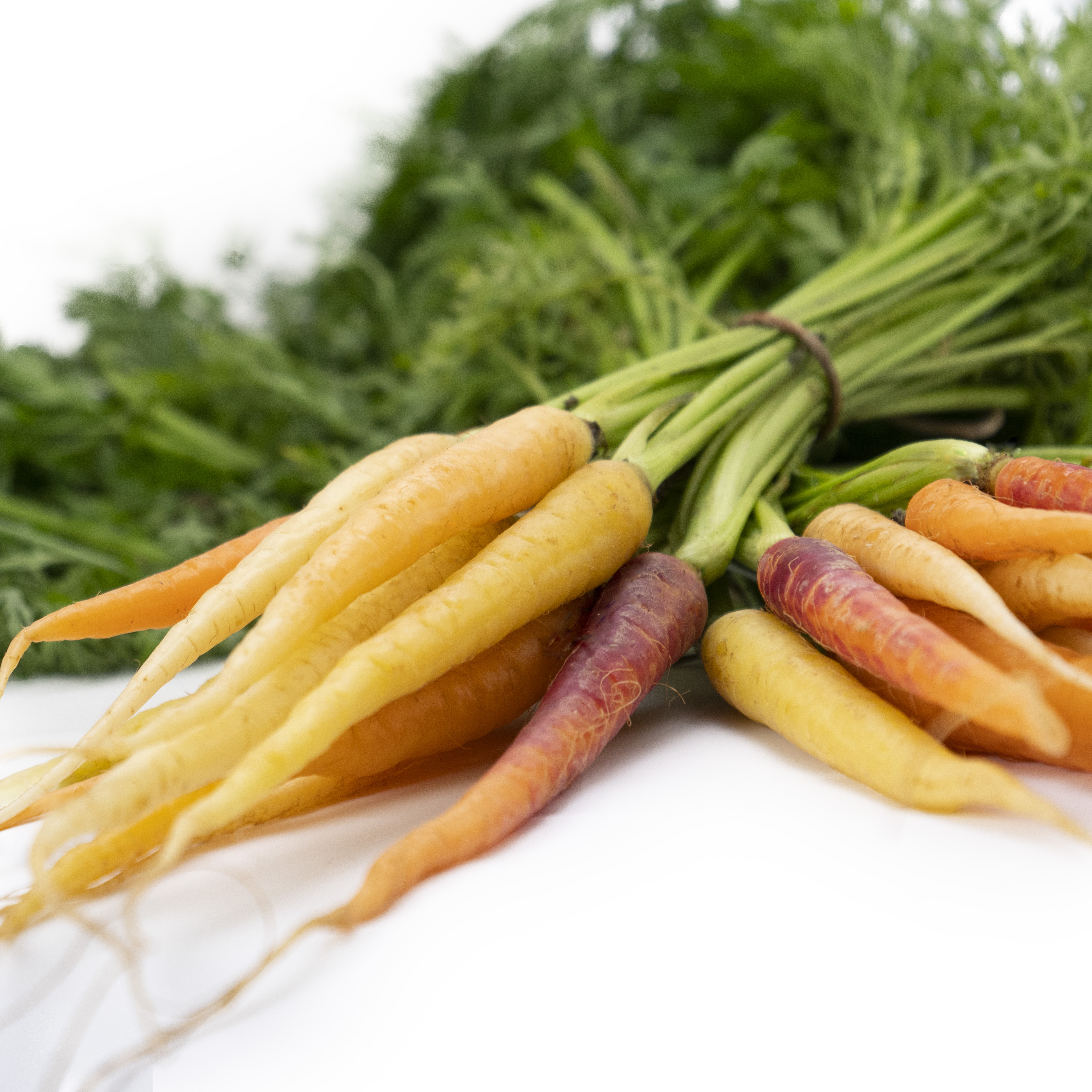 Minimorot Regnbåge i Knippe Klass 1