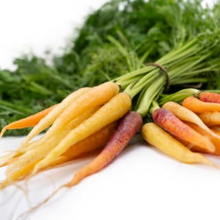 Minimorot Regnbåge i Knippe Klass 1