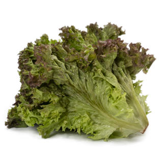 Sallat Lollo Rosso Klass 1