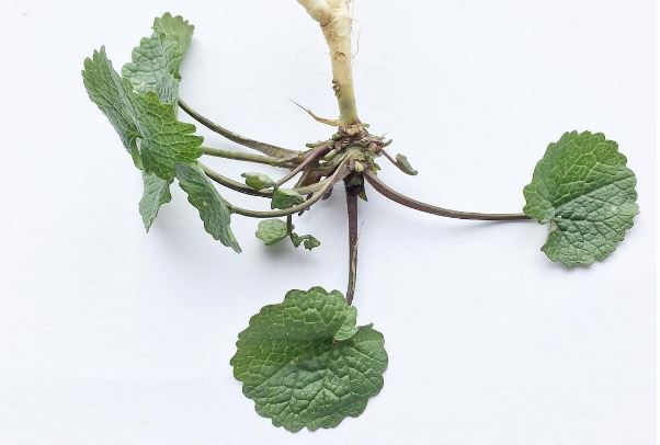 Löktrav EKO KRAV SE