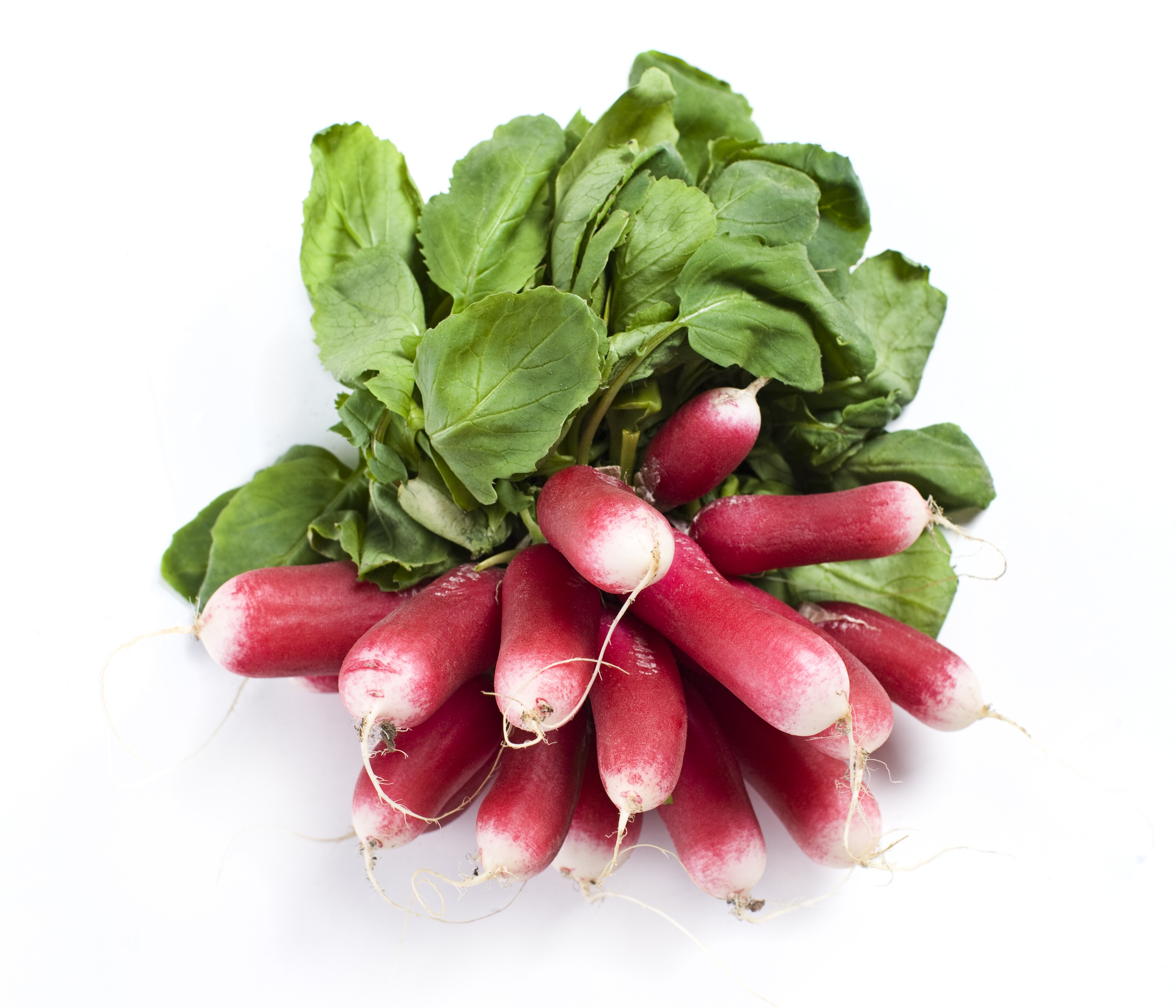 Rädisa Vitspetsig i Knippe