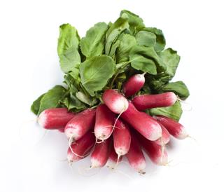 Rädisa Vitspetsig i Knippe