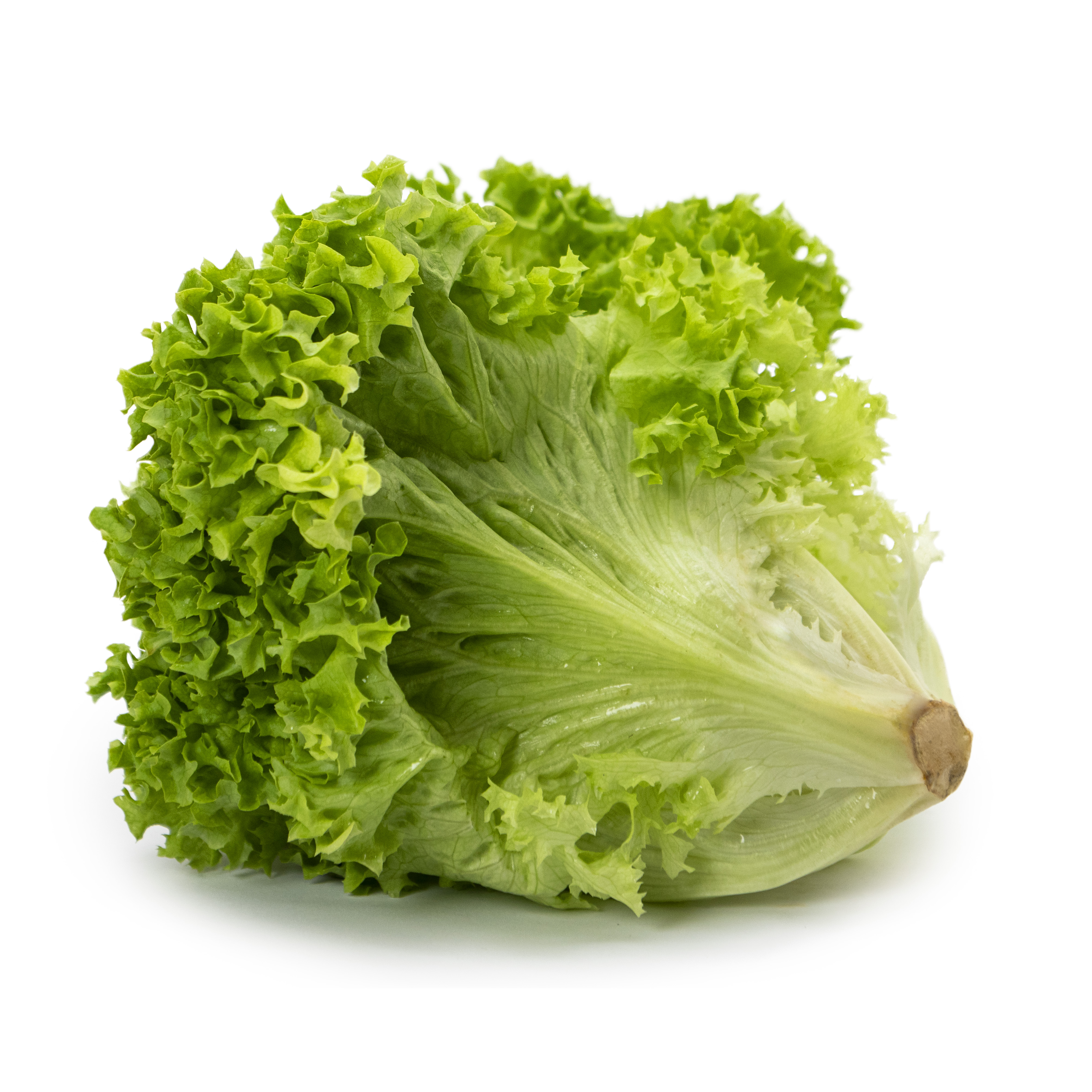 Sallat Lollo Biondo Klass 1