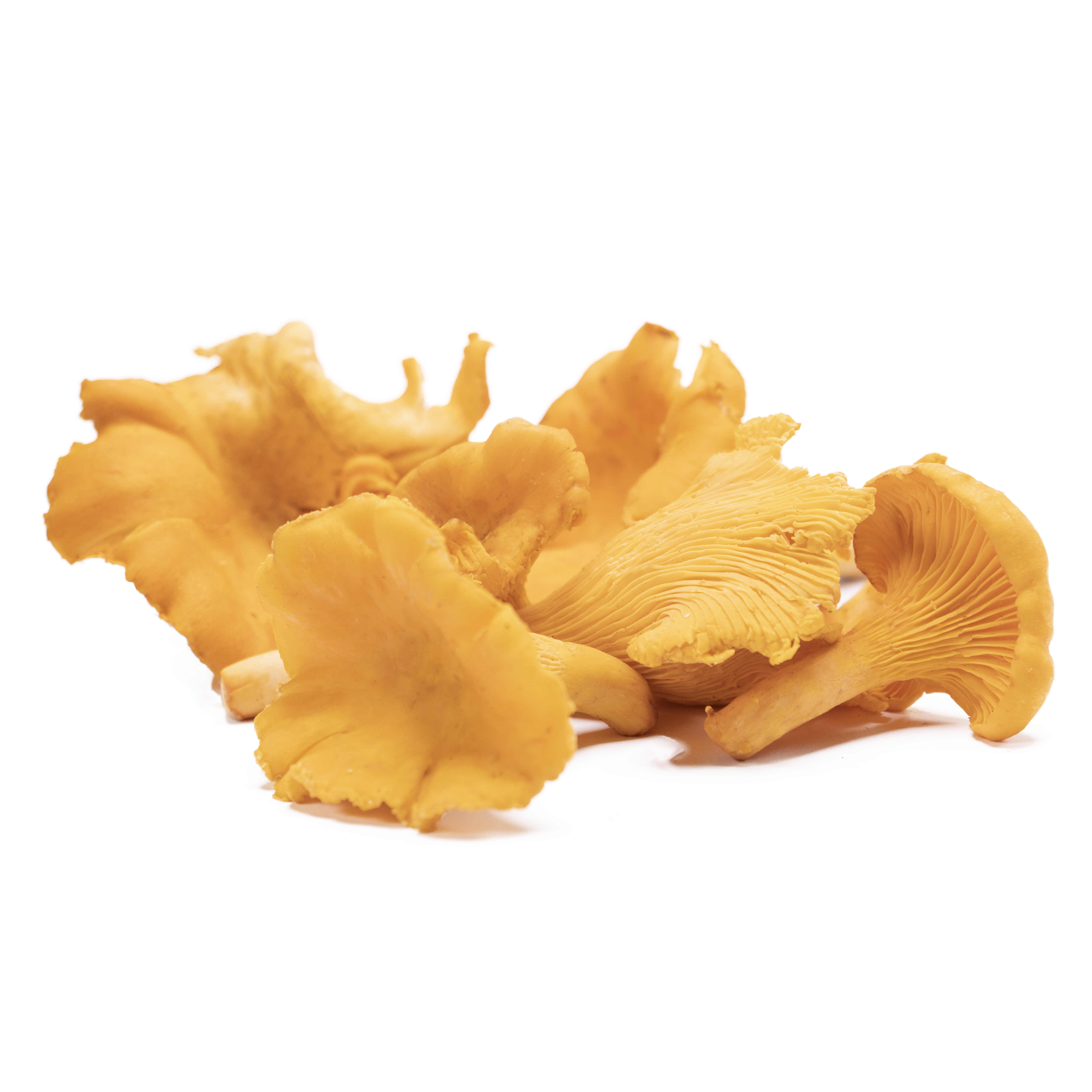 Kantareller Mini Sverige