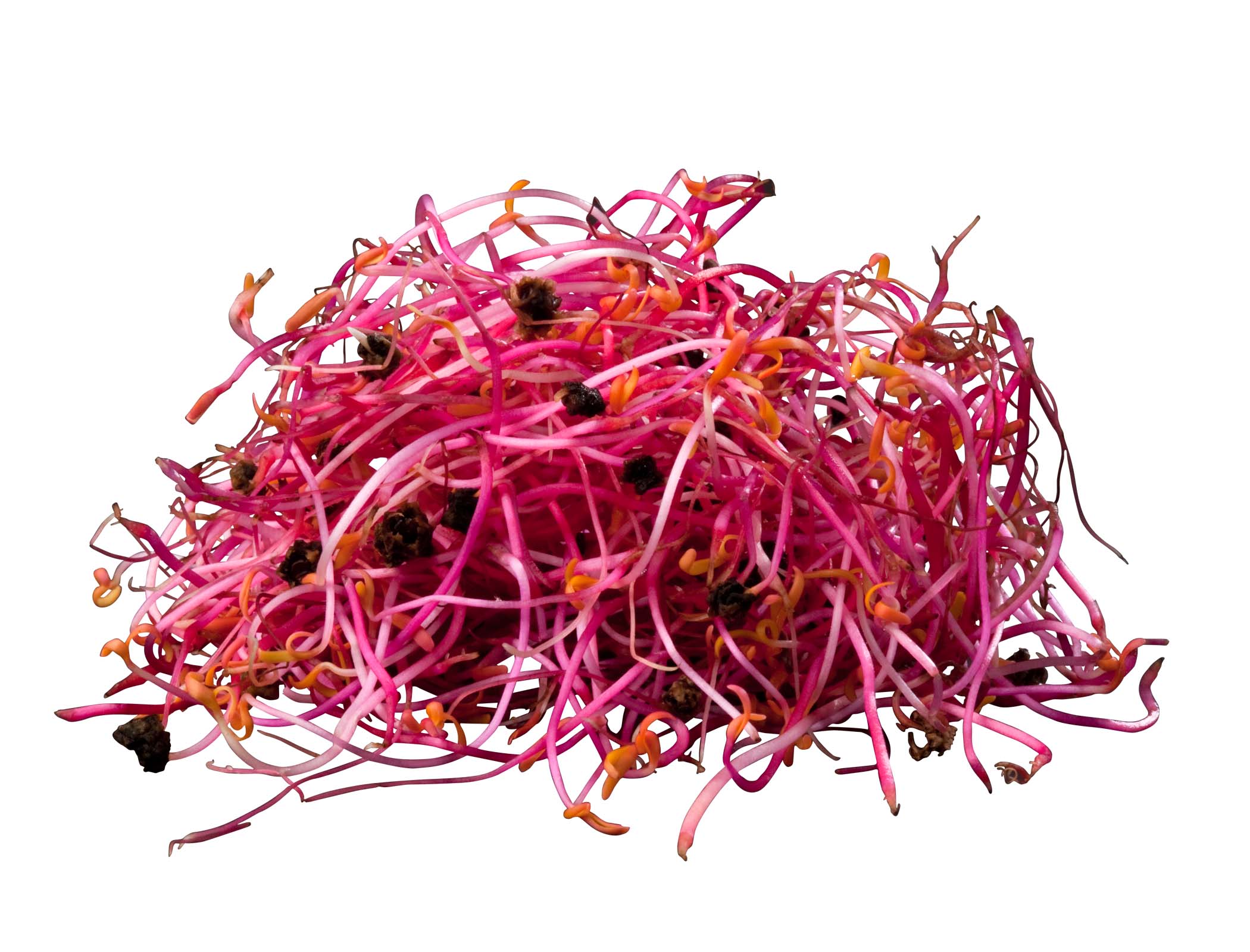 Rödbetsgroddar Sverige