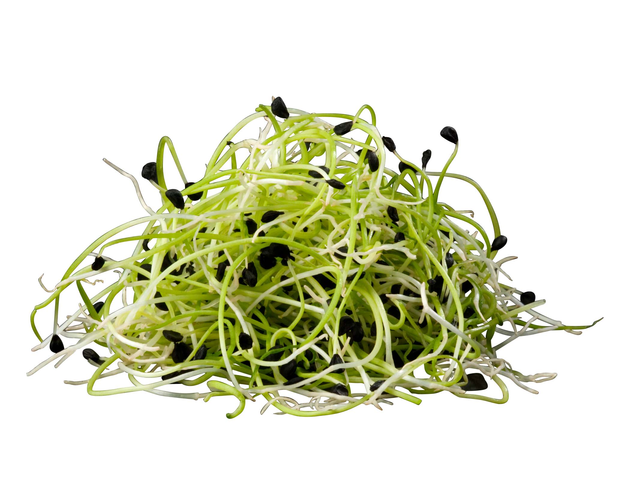 Vitlöksgroddar EKO KRAV Sverige