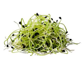 Vitlöksgroddar EKO KRAV Sverige