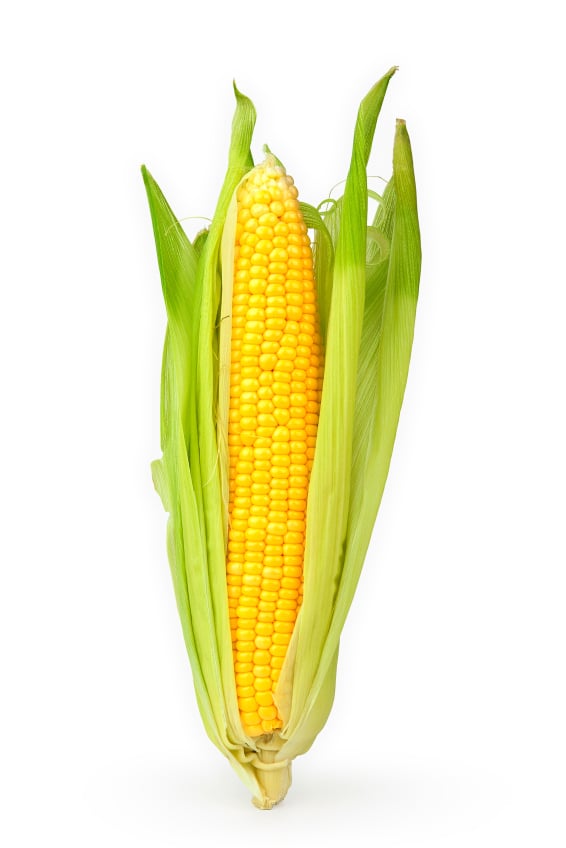 Majskolv Färsk