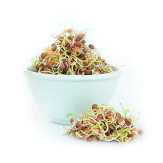 Linsgroddar KRAV Sverige