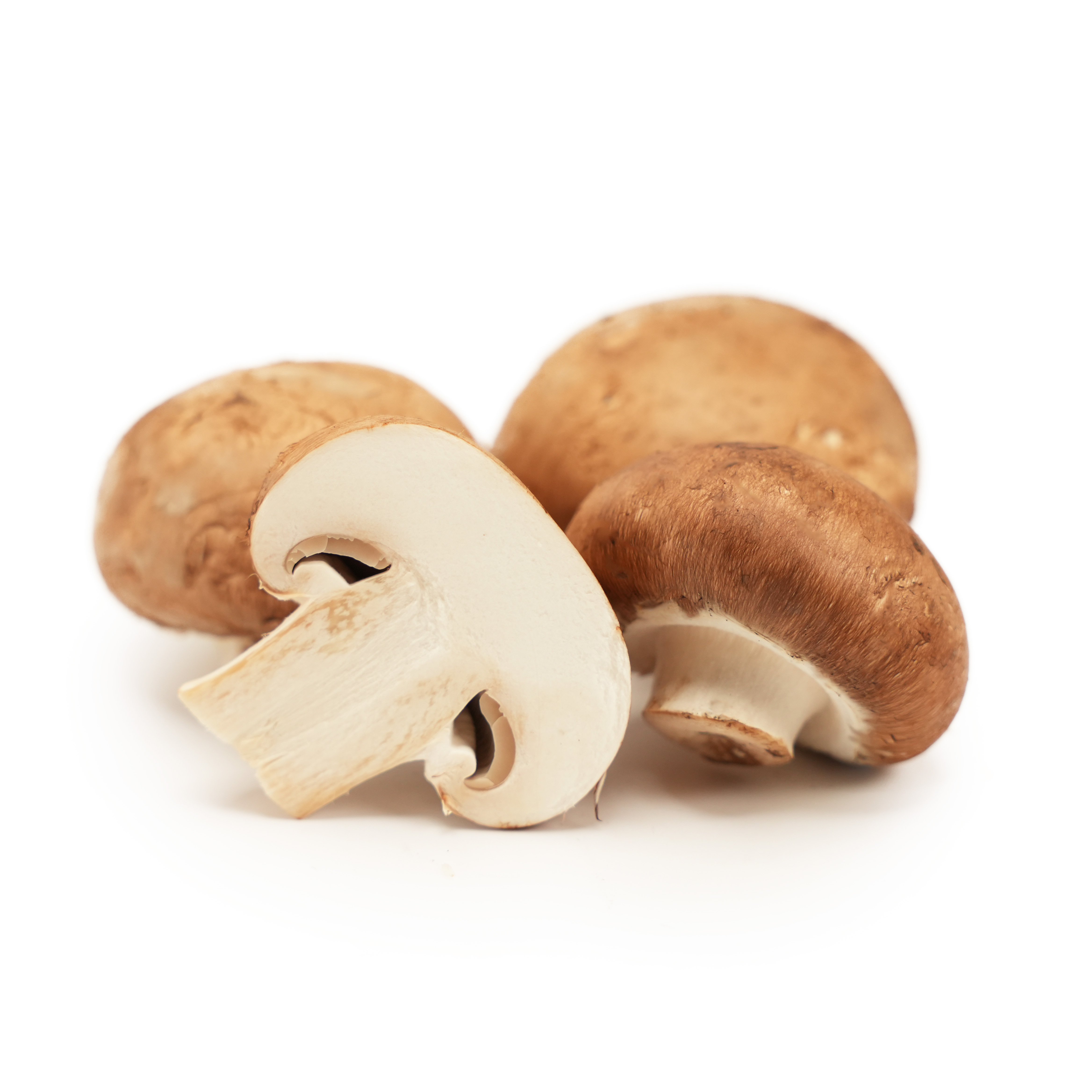 Skogschampinjon EKO KRAV Sverige