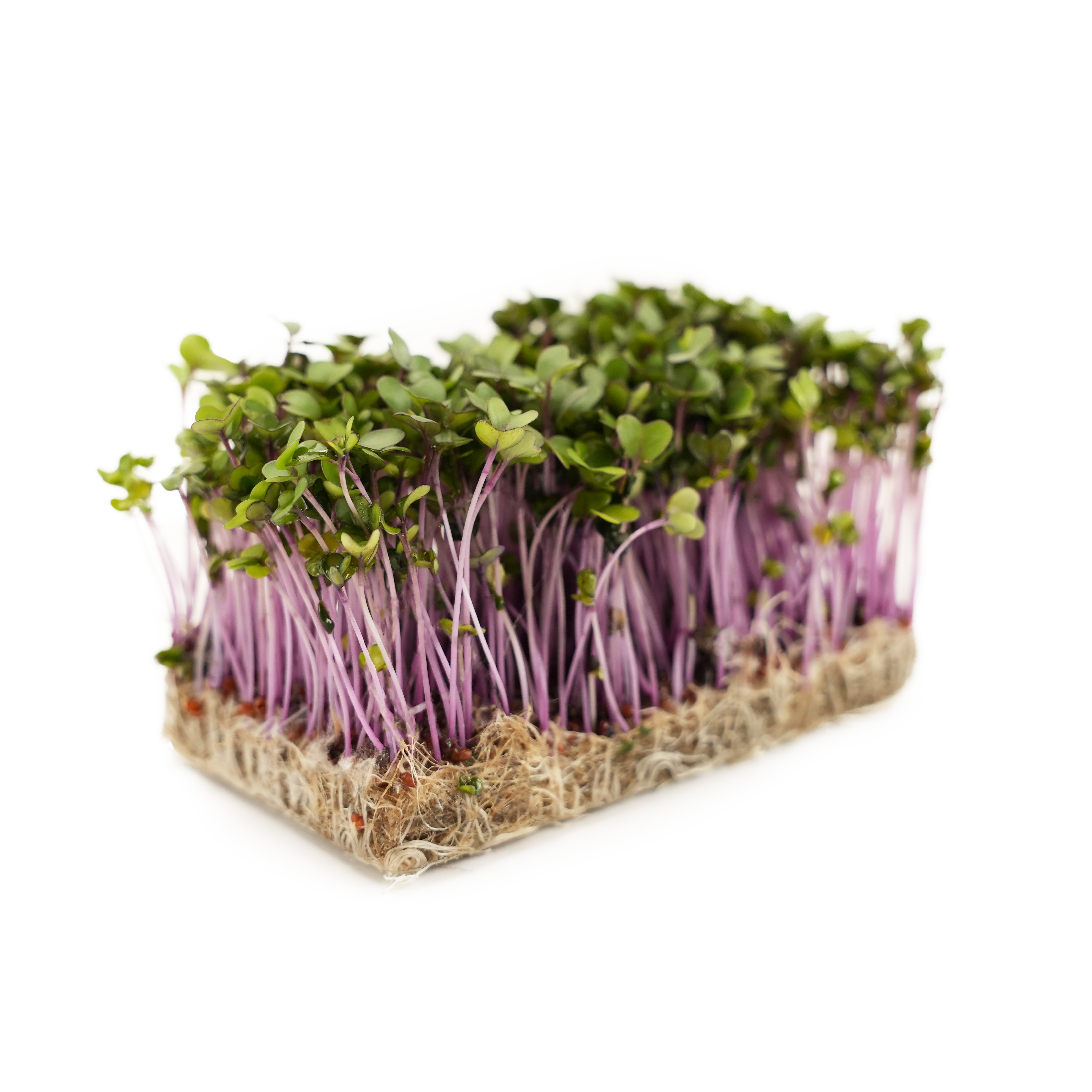 Smörgåskrasse Lila EKO