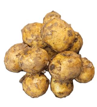 Färskpotatis Otvättad Sverige