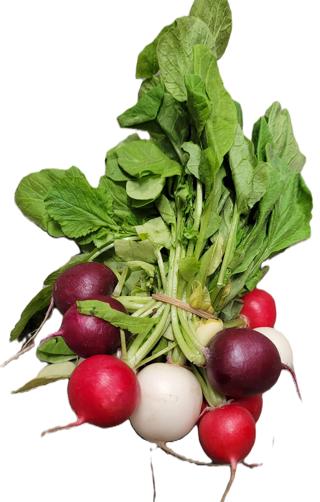 Rädisa i Knippe Multicolor