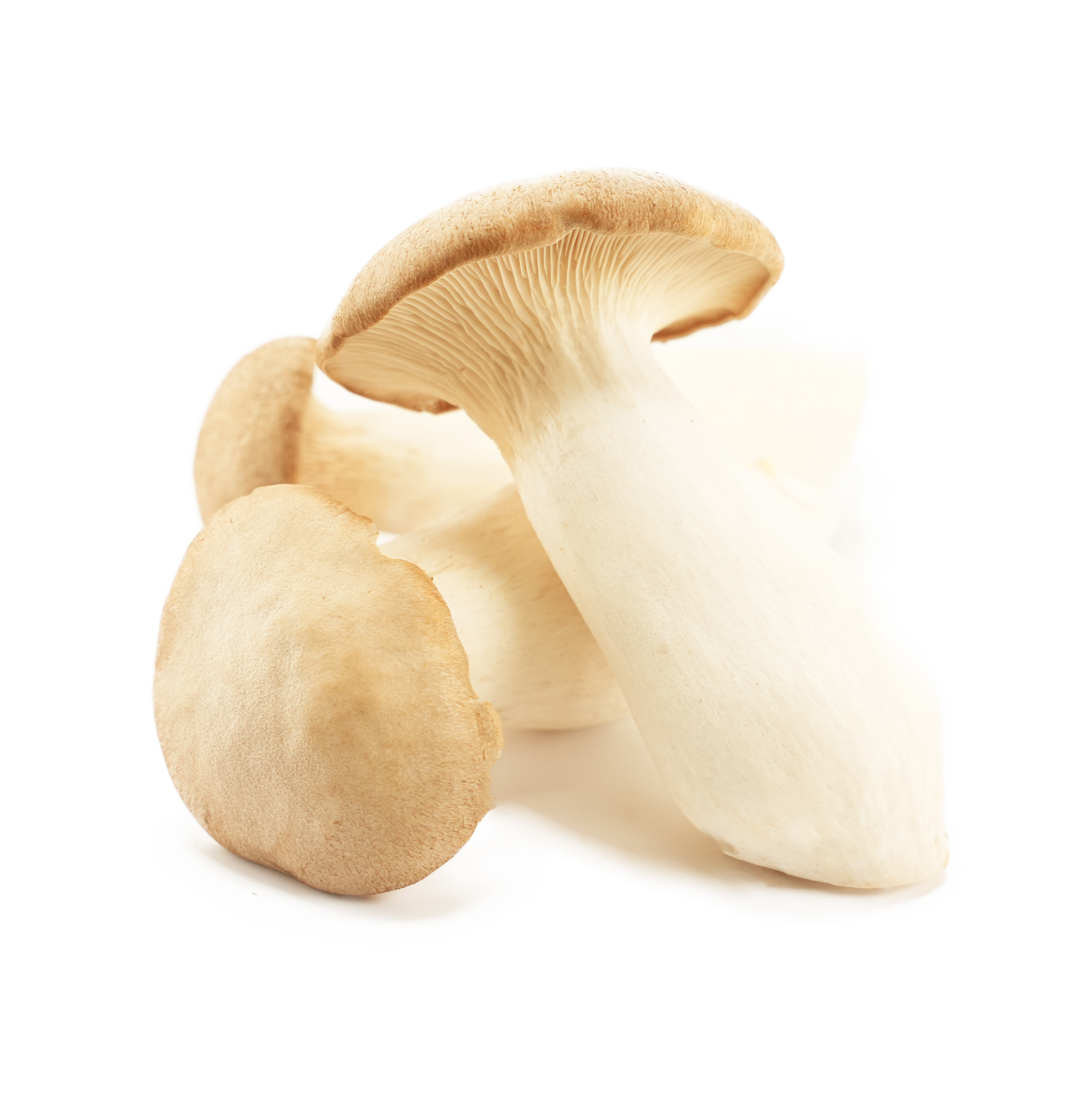 Svamp Kejsarhatt EKO KRAV Sverige