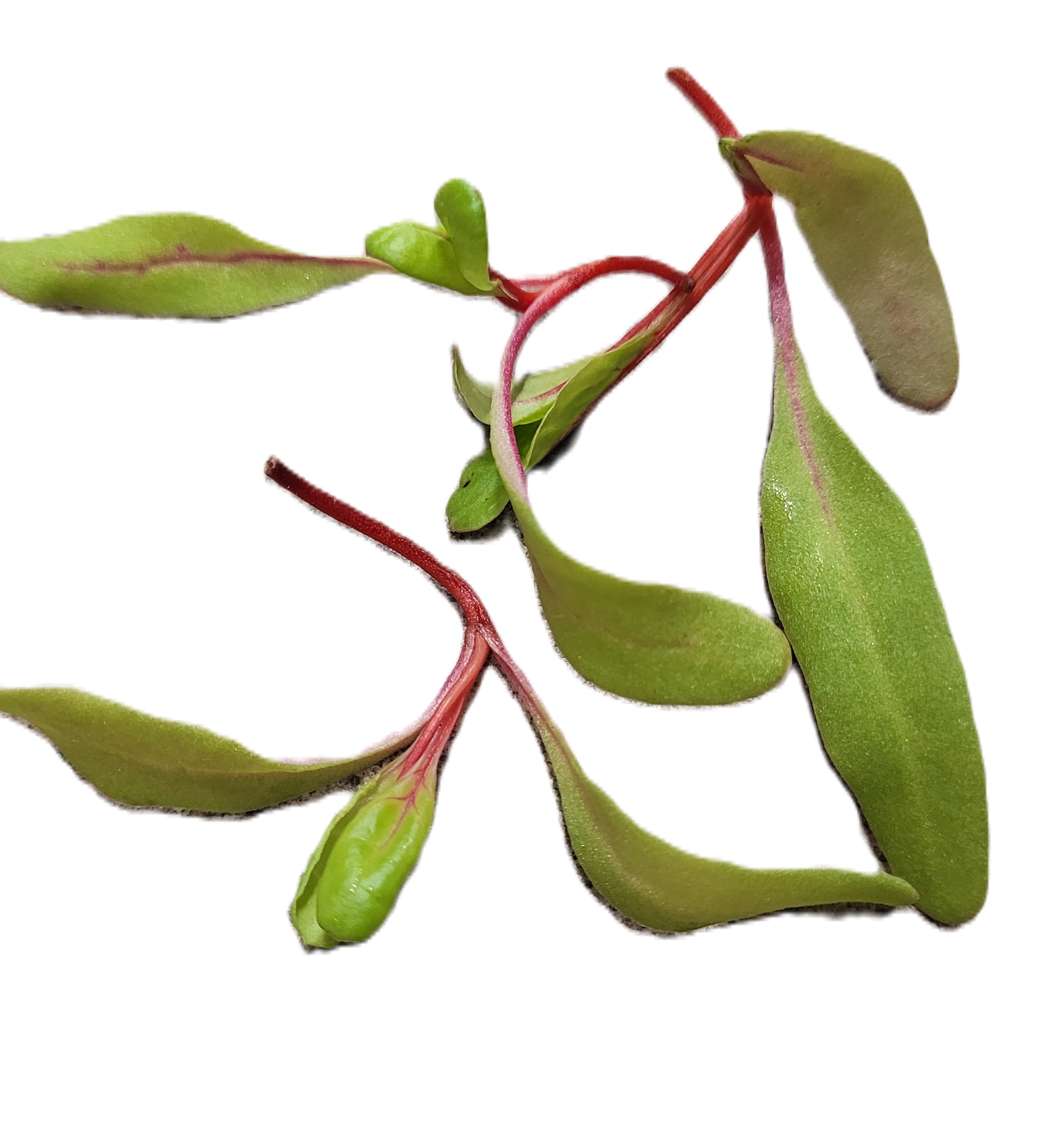 Röd Mangoldskott Sverige