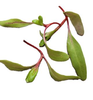 Röd Mangoldskott Sverige