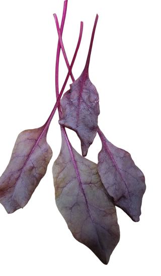 Rödbetsskott Bulls Blood