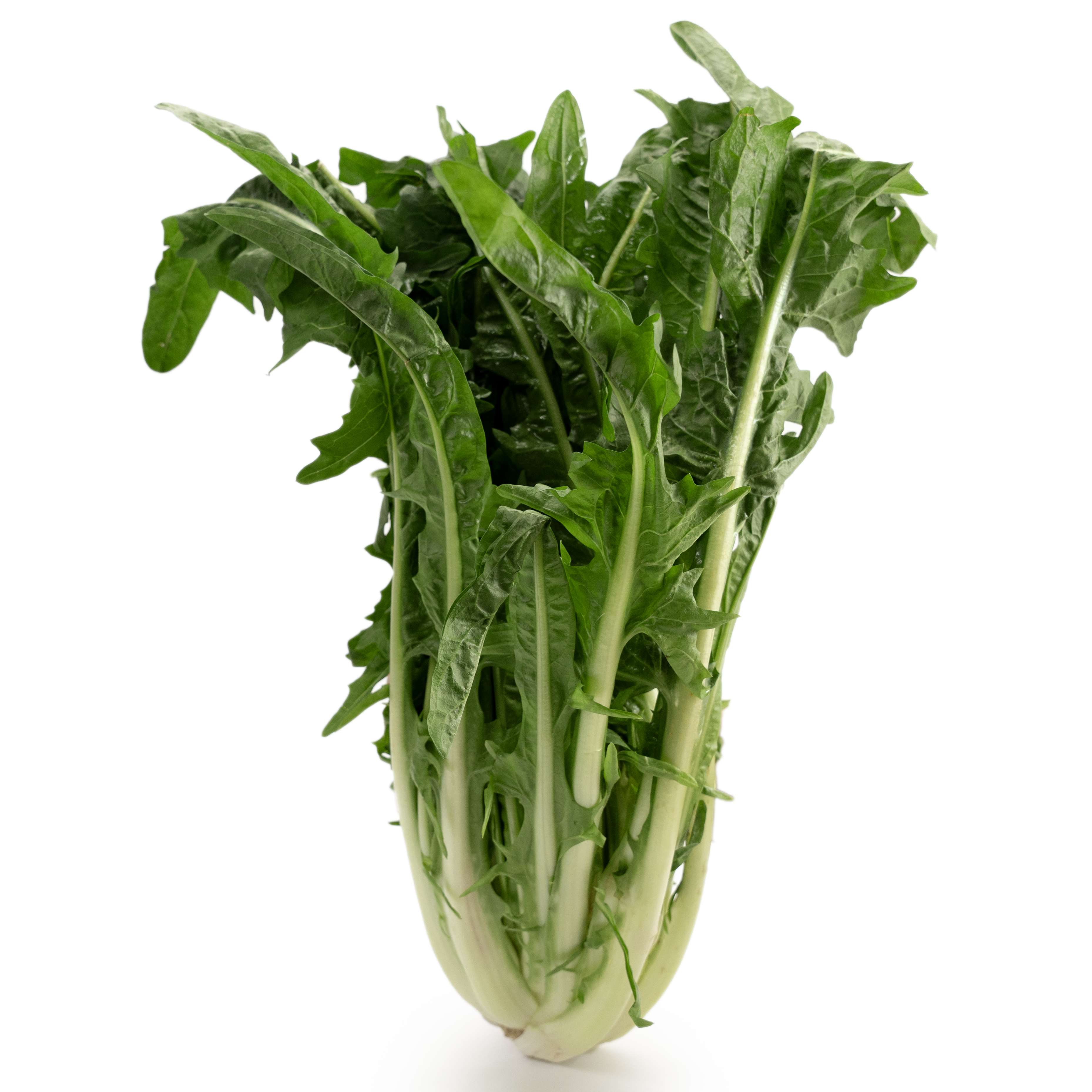 Sallat Puntarelle Klass 1