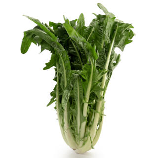 Sallat Puntarelle Klass 1