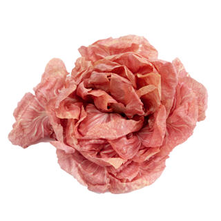 Sallat Radiccio Rosa Klass 1