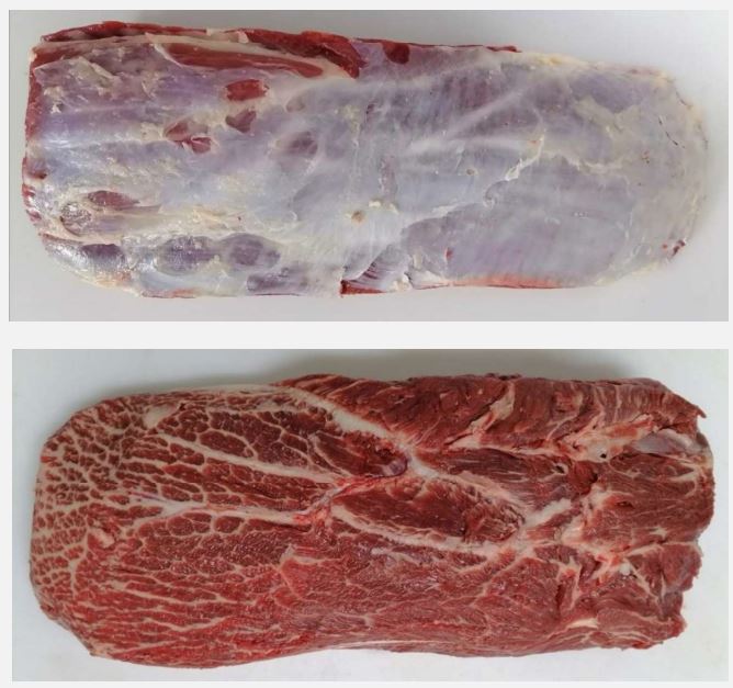 Oyster Blade iNK Uruguay