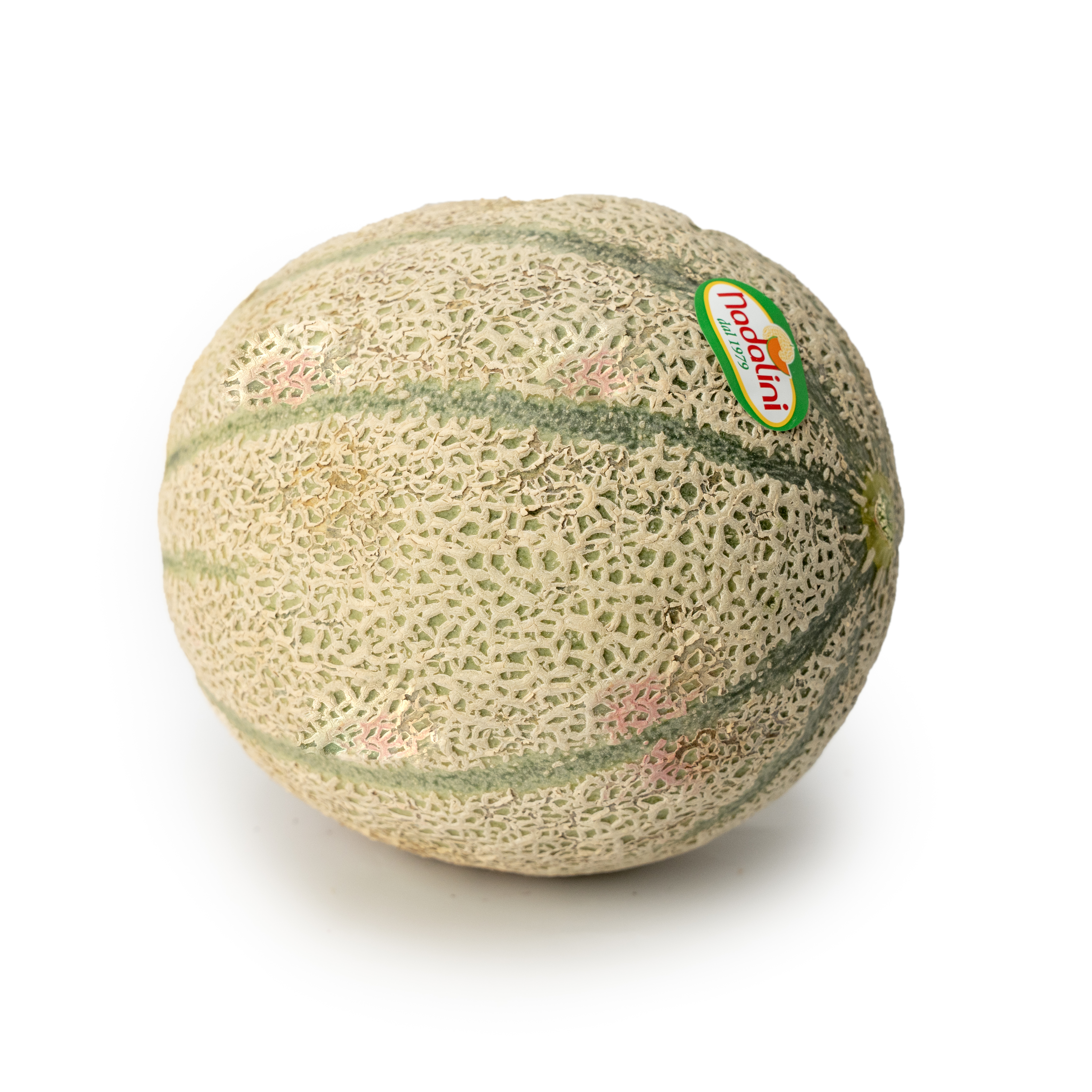 Melon Red Falcon