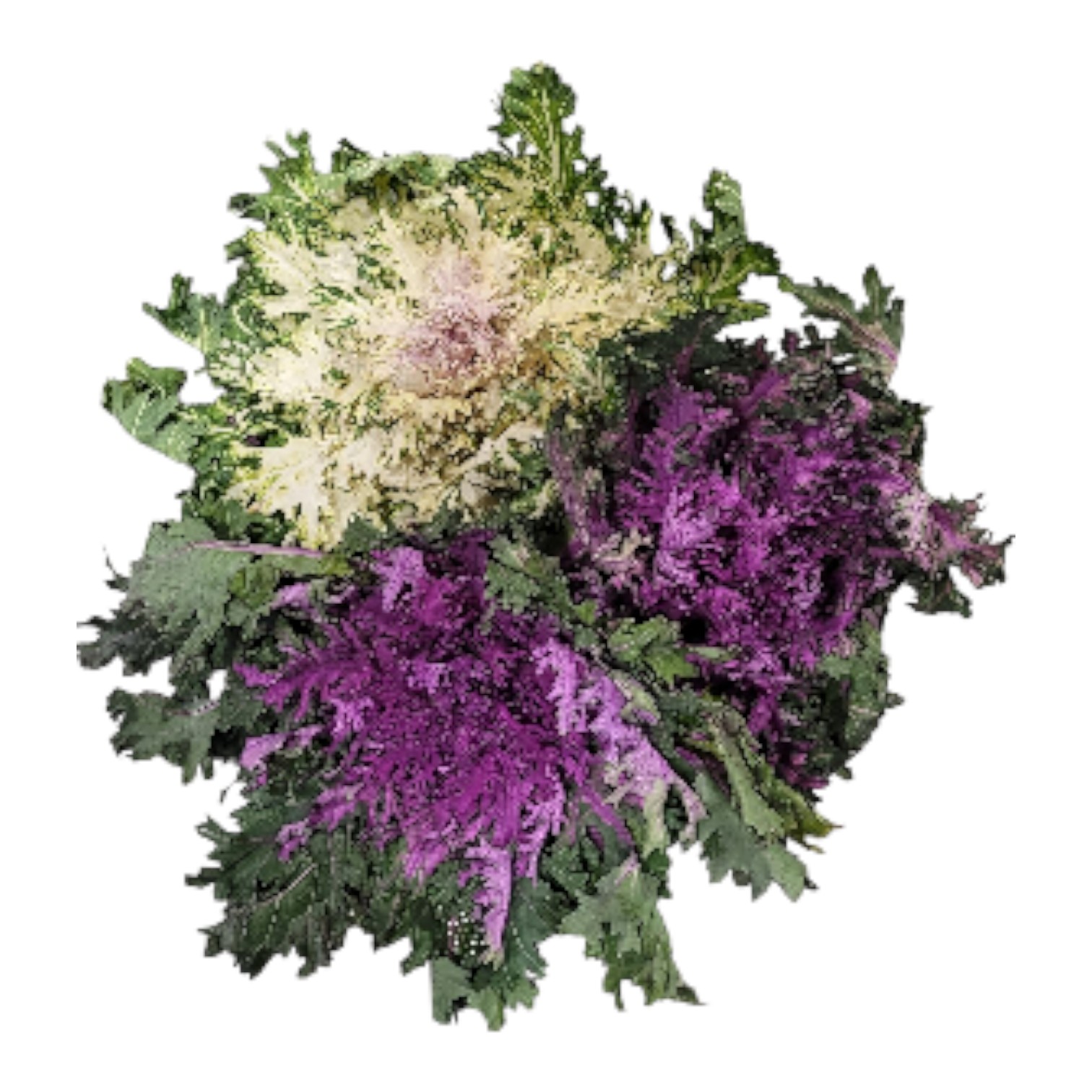 Garneringskål Mix Tvättad i Lösvikt Sverige