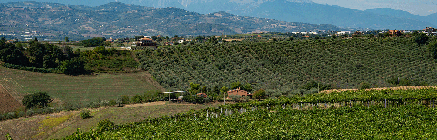 Italienska viner att testa på höstmenyn
