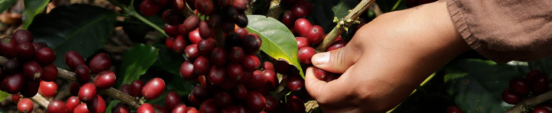 Så påverkar dina inköp kaffets framtid