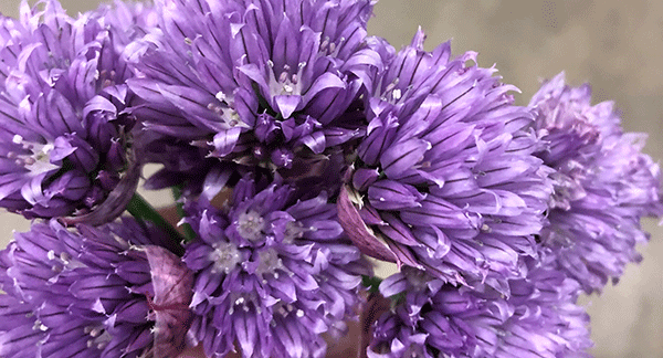 Populära vildplockade favoriter. Gräslöksblomma, ramslöksblomma och tusensköna. 
