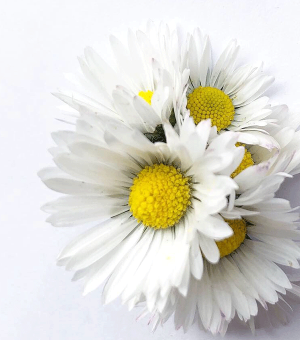 Populära vildplockade favoriter. Gräslöksblomma, ramslöksblomma och tusensköna. 