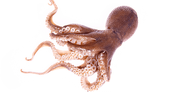 Idag kan man få svensk bläckfisk på menyn.