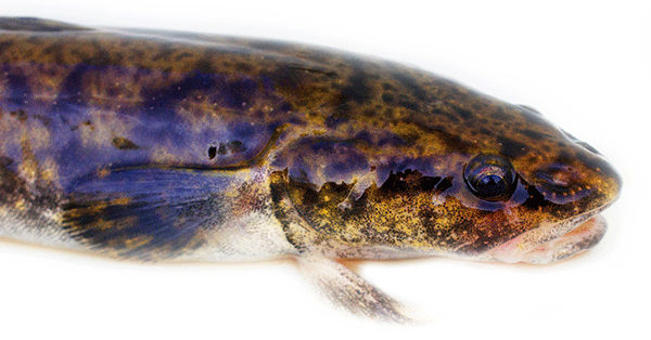 Lake spås bli en allt vanligare fisk på restaurangernas menyer.