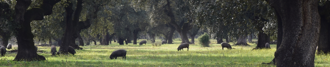 Ibericogrisens traditionella uppfödning