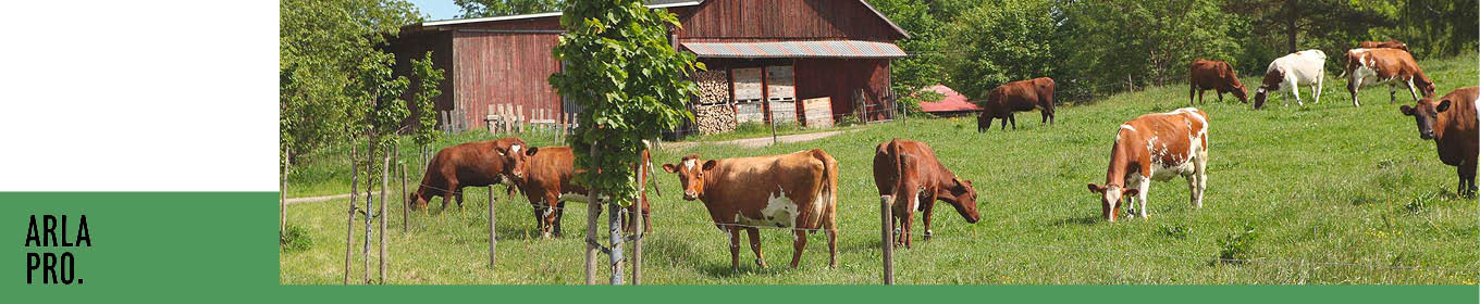 Från svenska kor till svenska bord