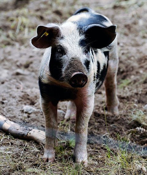 Hos Buttlegrisen lever Linerödsgrisarna utomhus året runt och strövar fritt i stora hagar och grupper.