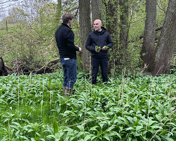 Ramslök plockas kring Stora Juleboda gård och säljs vidare. 